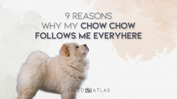 9 Reasons Why My Chow Chow Follows Me Everywhere