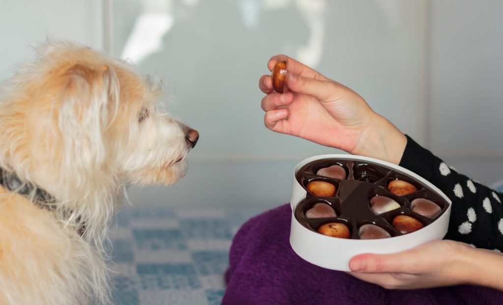 dog owner giving chocolate to the dog