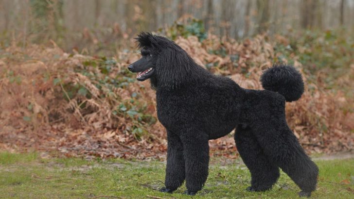 5 Best Poodle Breeders Ontario Has To Offer