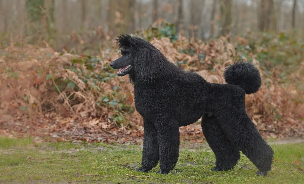 poodle breeders ontario