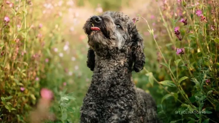 33 Poodle Colors And Which One Is The Most Beautiful 