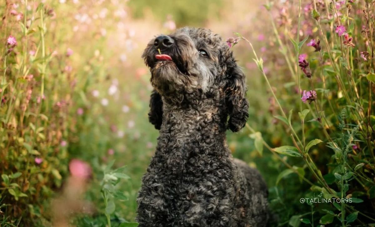 all poodle colors