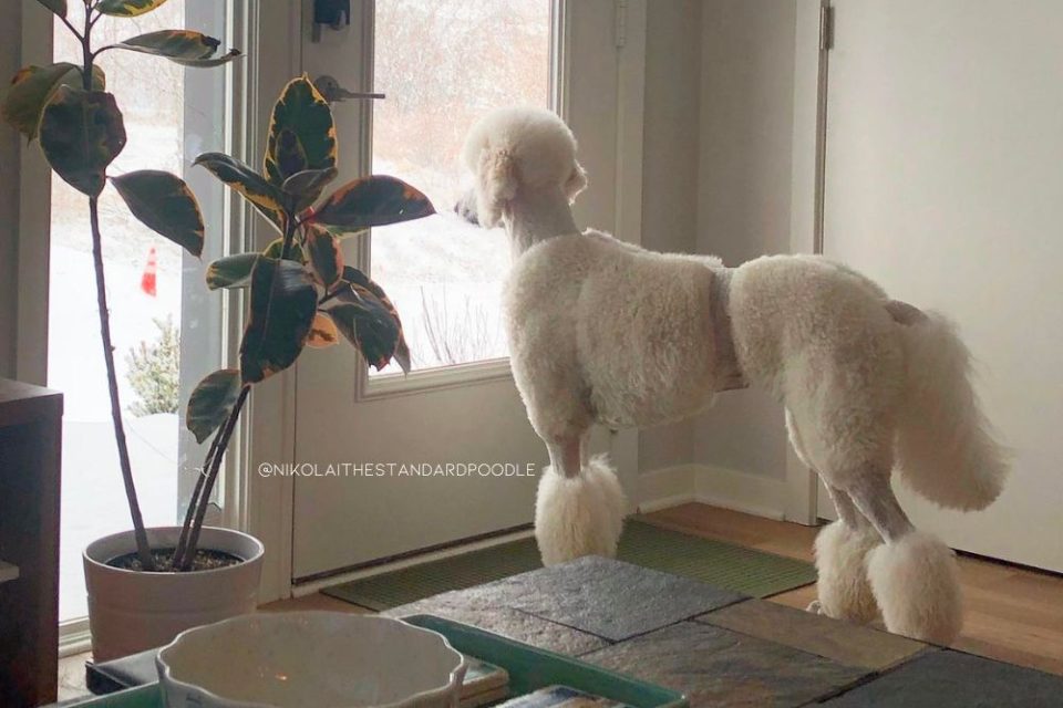 The 29 Best Poodle Haircuts You Will Ever Come Across