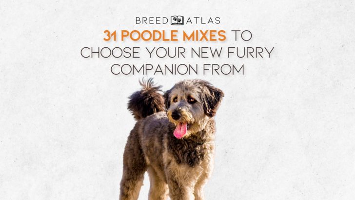 31 Poodle Mixes To Choose Your New Furry Companion From
