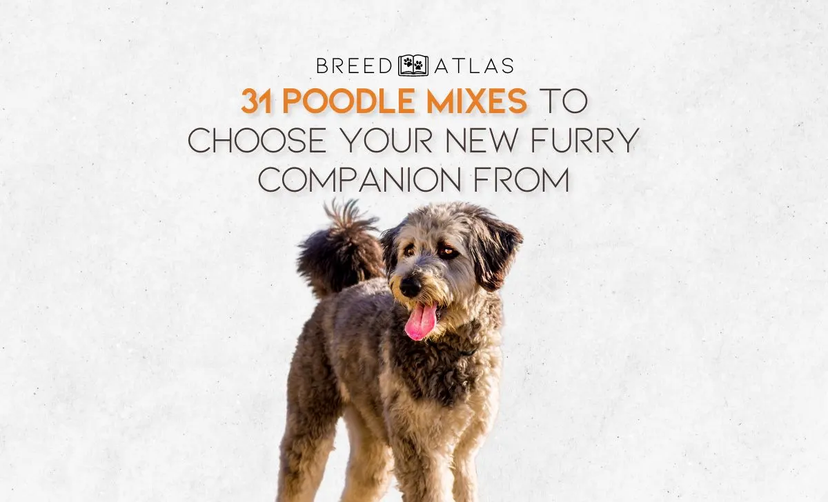 poodle mixes