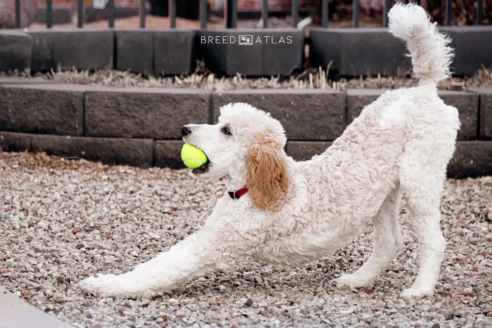 poodle playing with the ball outdoor