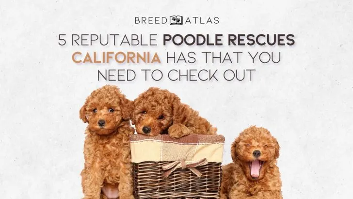 5 Reputable Poodle Rescues California Has That You Need to Check Out