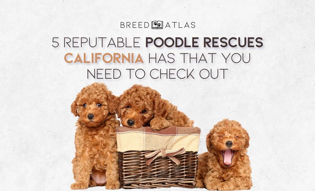 poodle rescues california