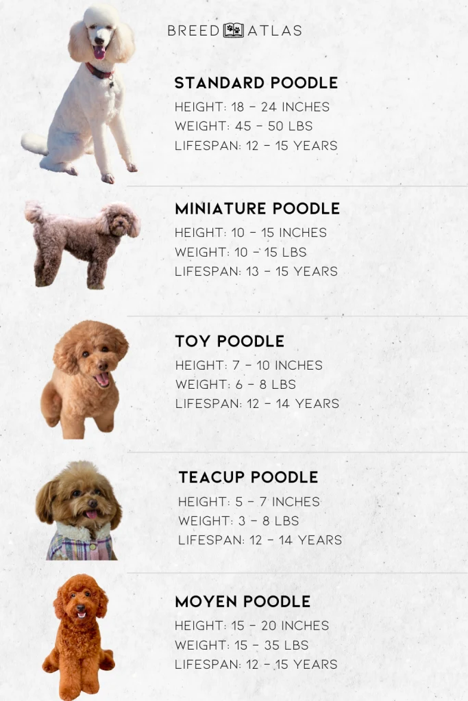 poodle sizes comparison chart