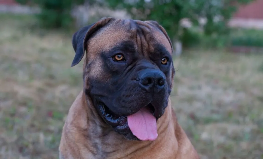 portrait of boerboel dog breed