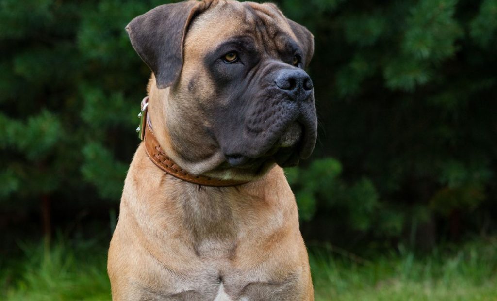 portrait of boerboel dog breed in nature