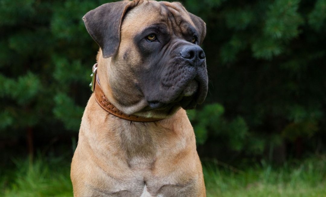 Boerboel Growth Chart And 5 Tips To Help Your Dog Grow