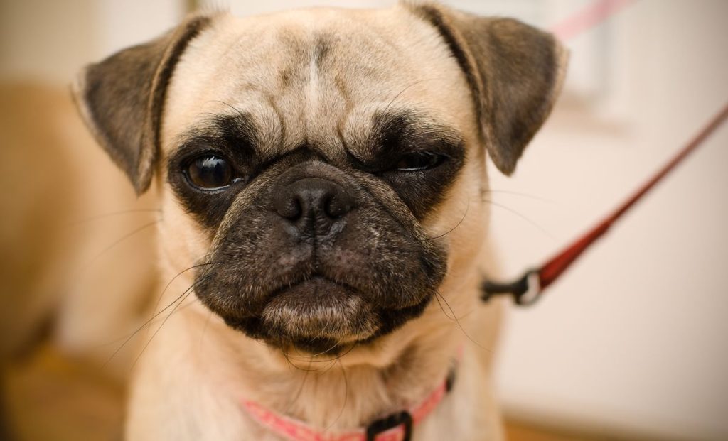 portrait of the pug dog breed