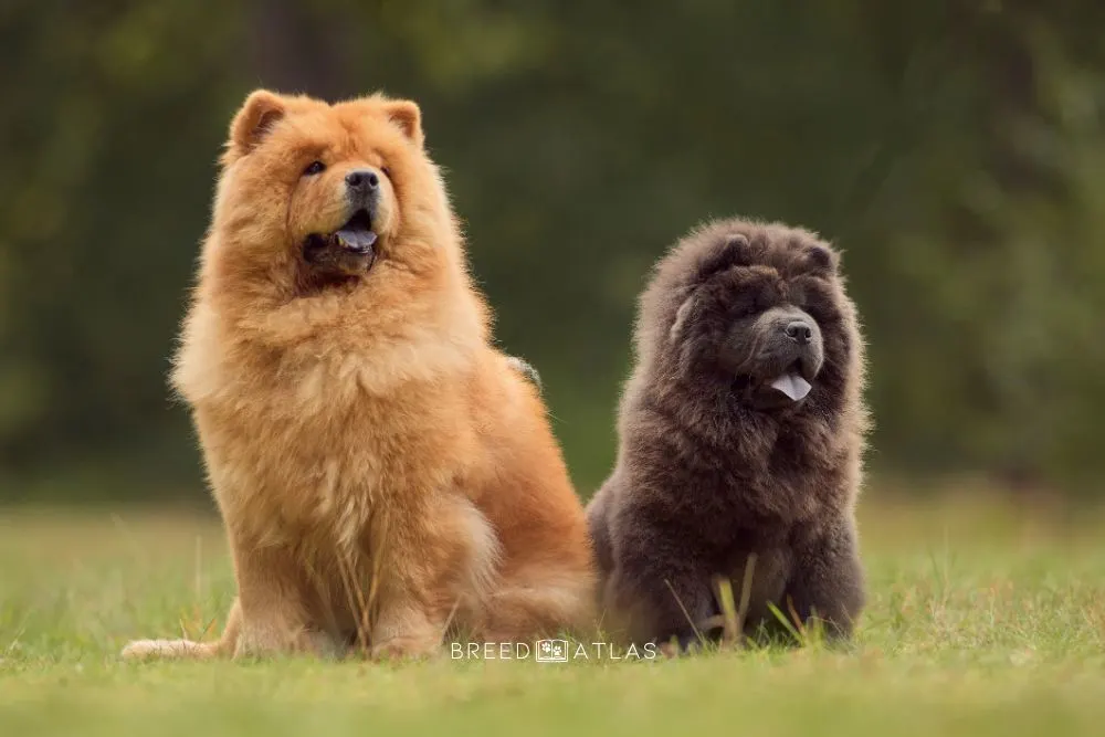 red and blue two chow chow dogs