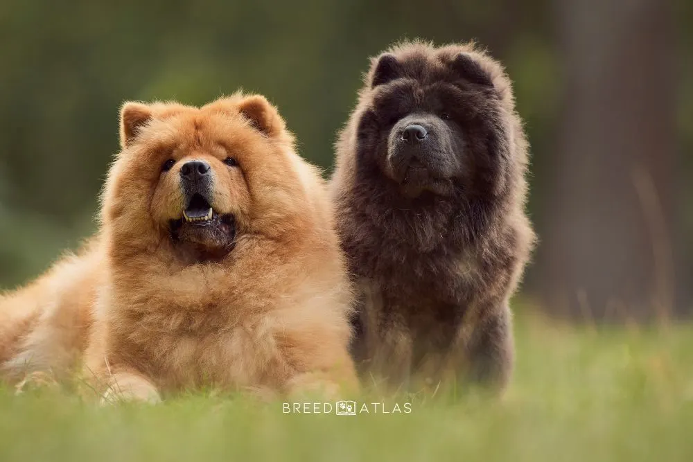 red and dark brown chow chow dog colors