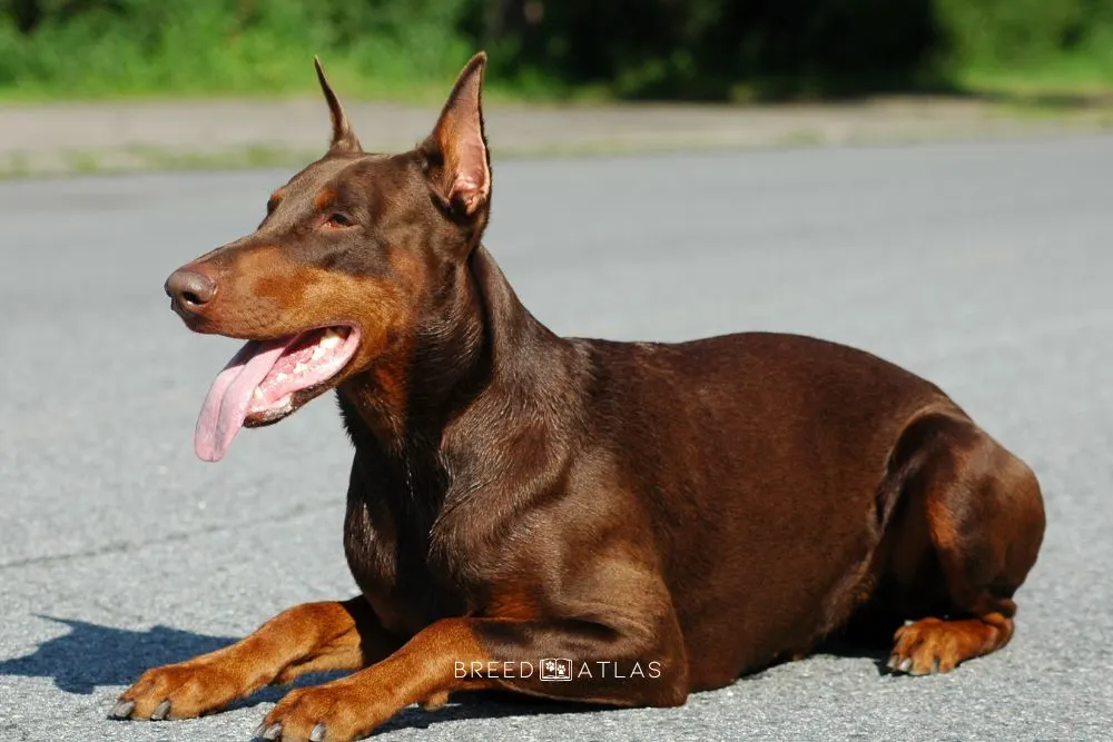 red and rust doberman