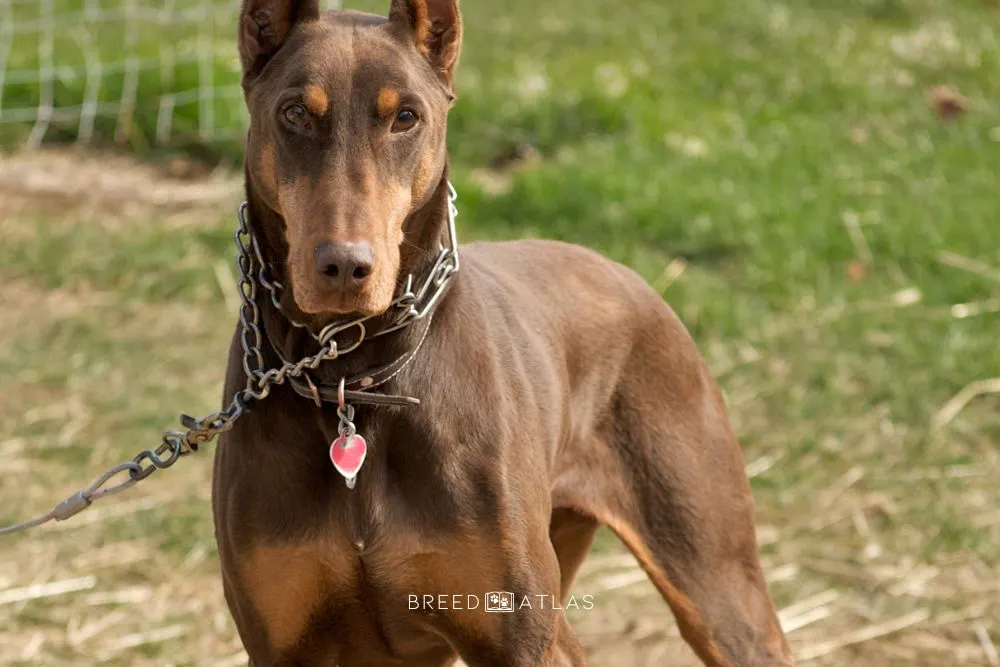 red and rust doberman