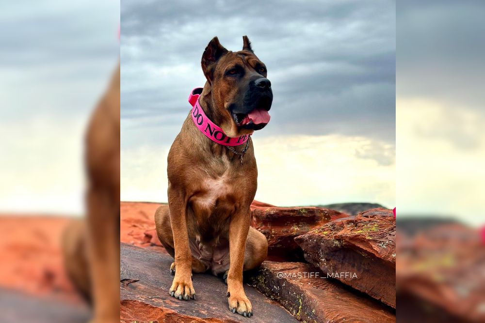 red cane corso