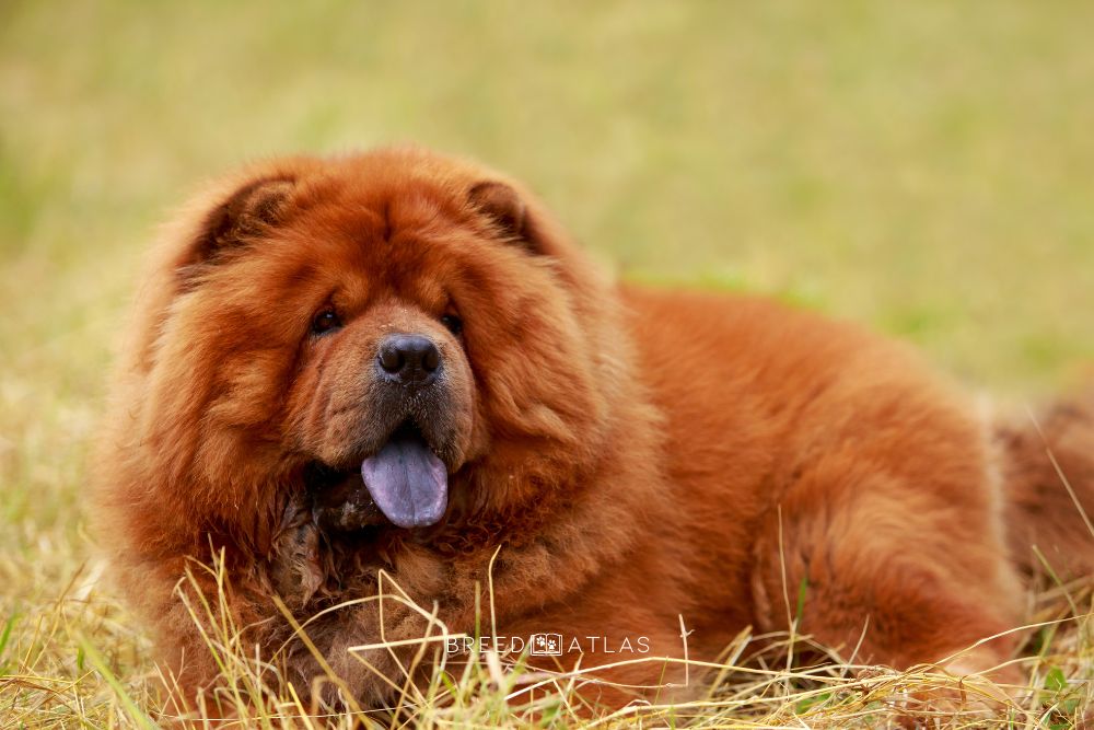red chow chow dog color