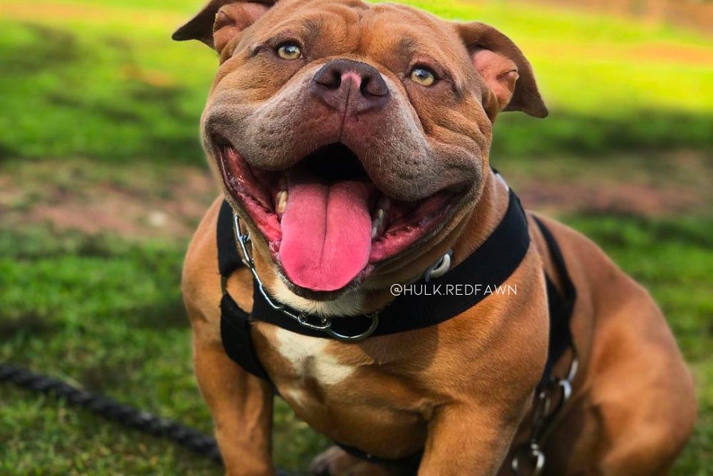 red fawn american bully dog