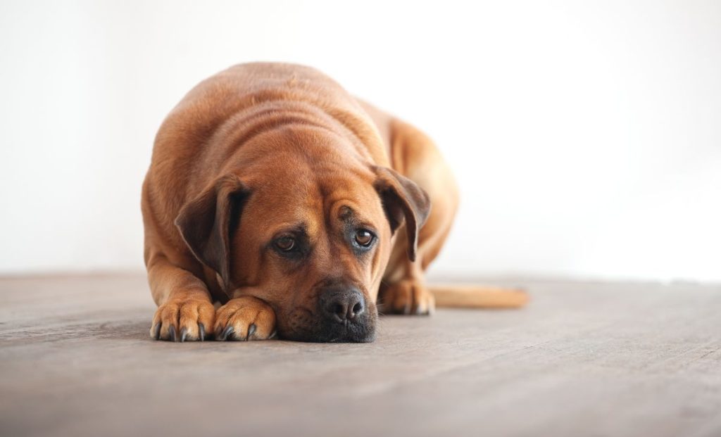 sad dog laying on the floor