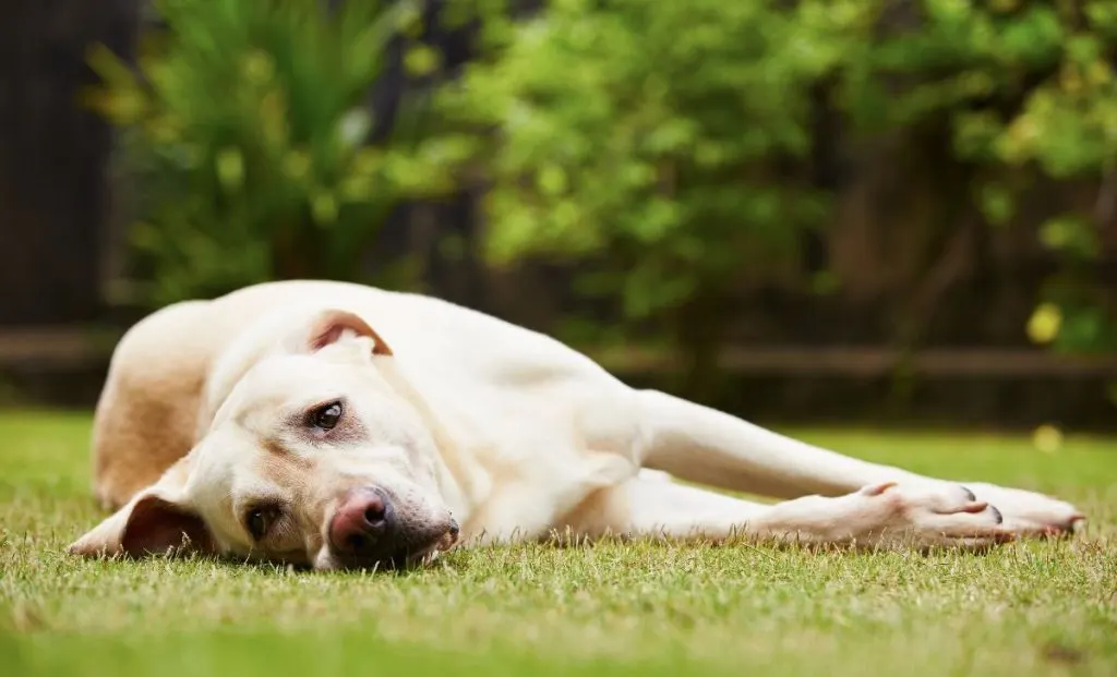 sad dog on grass