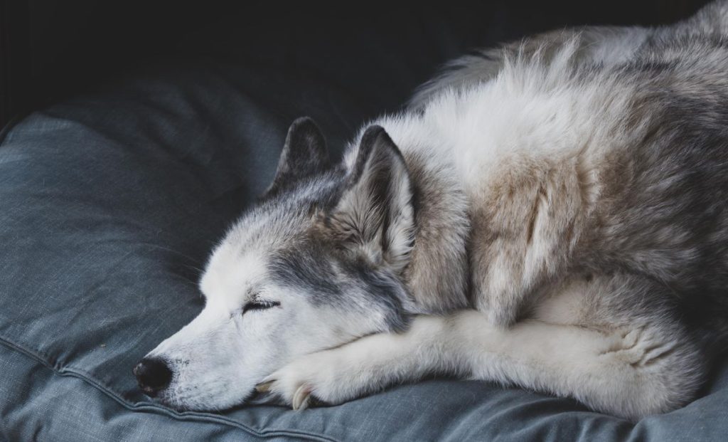 senior husky dog sleeping