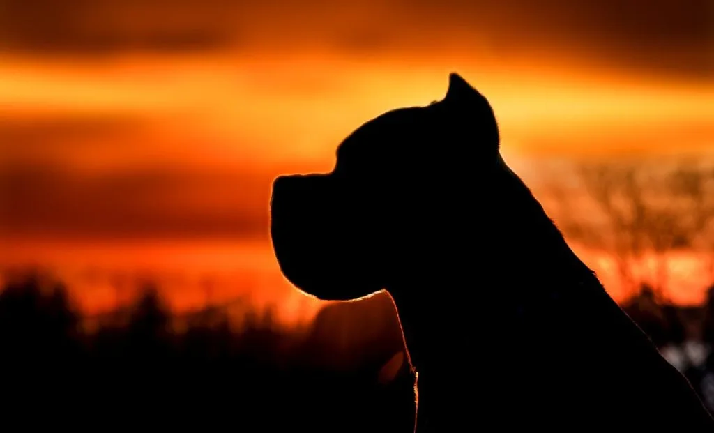 silhouette of cane corso dog breed