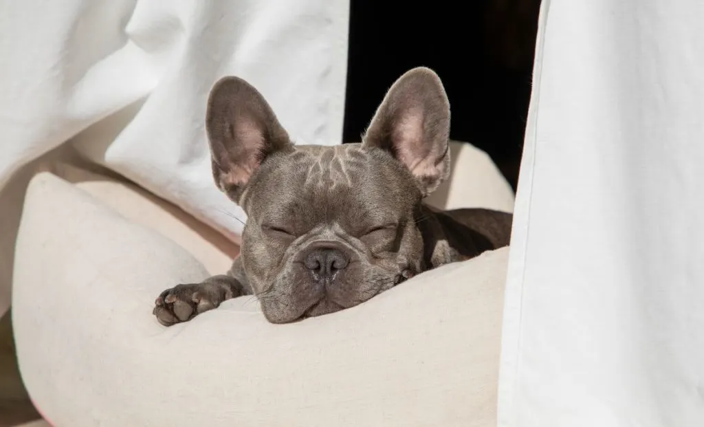 sleeping frenchie dog