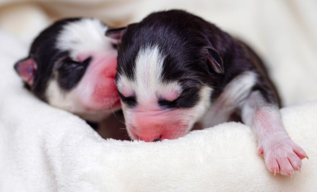 sleeping newborn siberian husky puppies