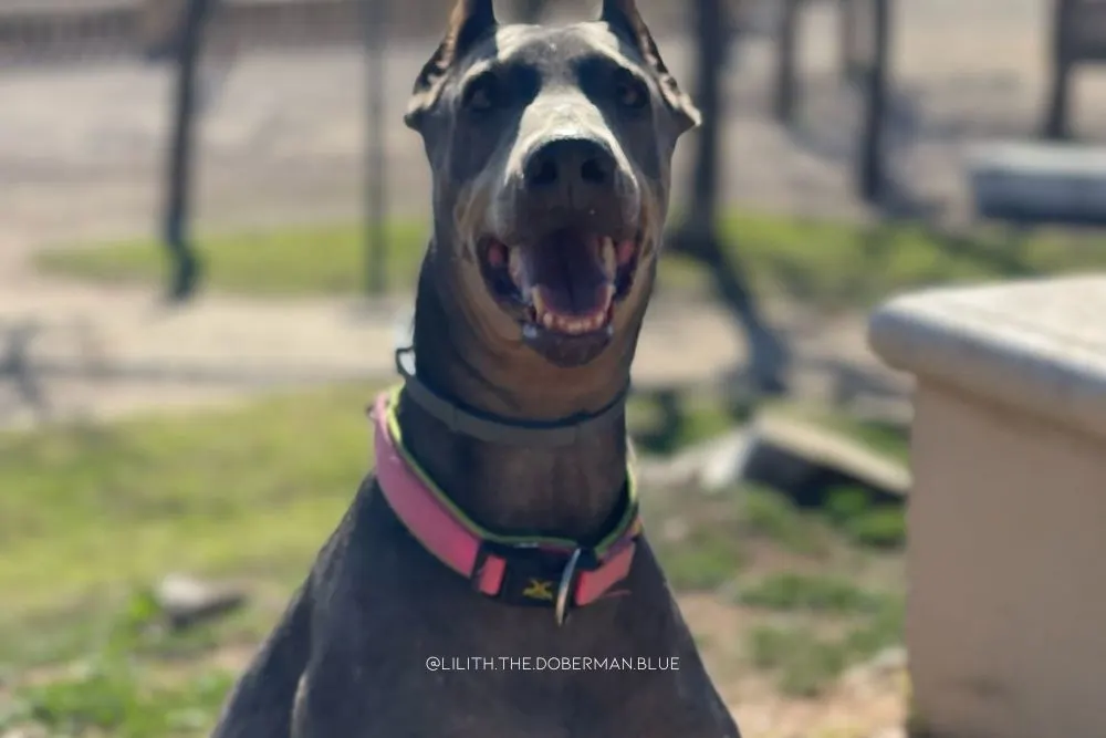 solid blue doberman