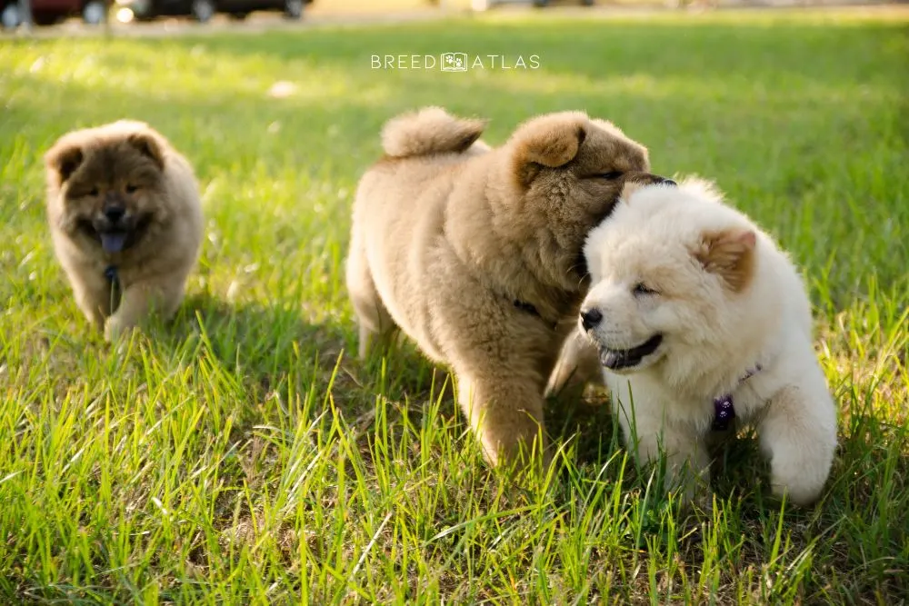 three chow chow puppies in nature