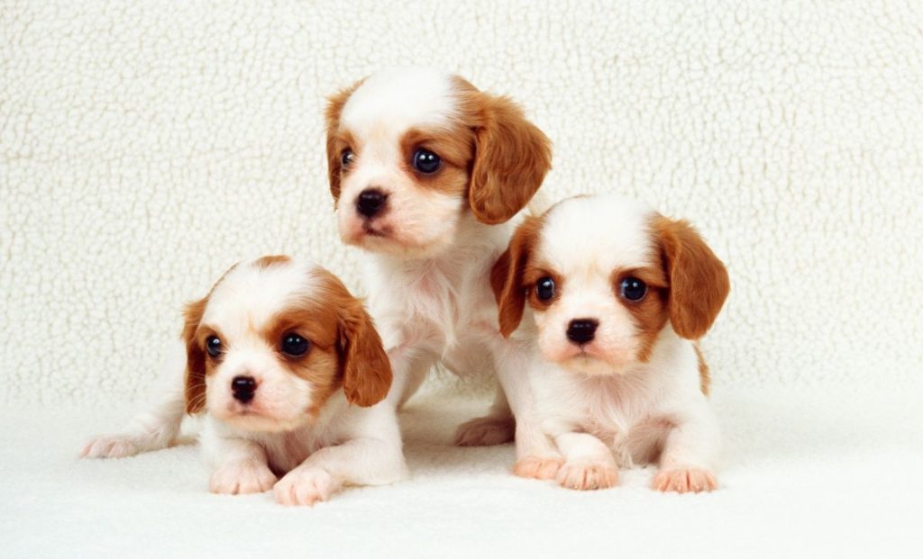 portrait of three cute puppies
