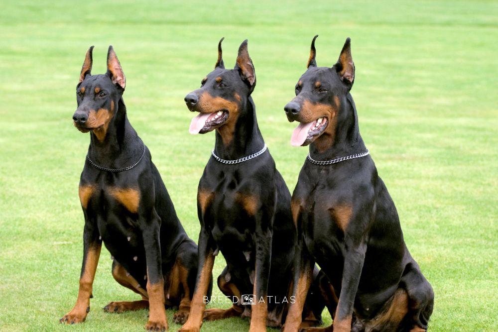 three dobermans posing in nature