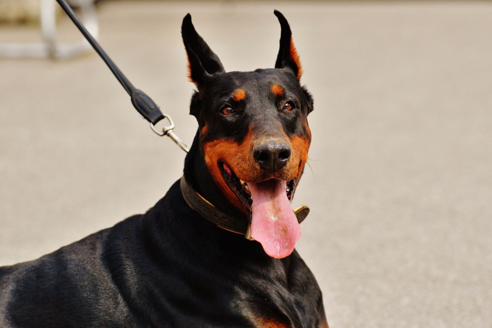 traditional doberman look ears cropped