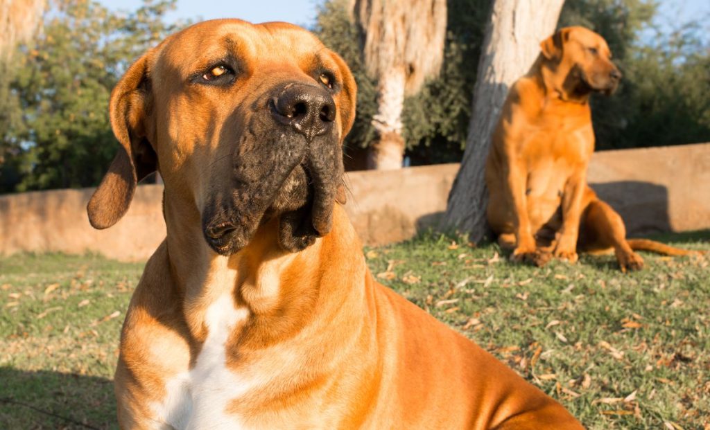 two boerboel dogs