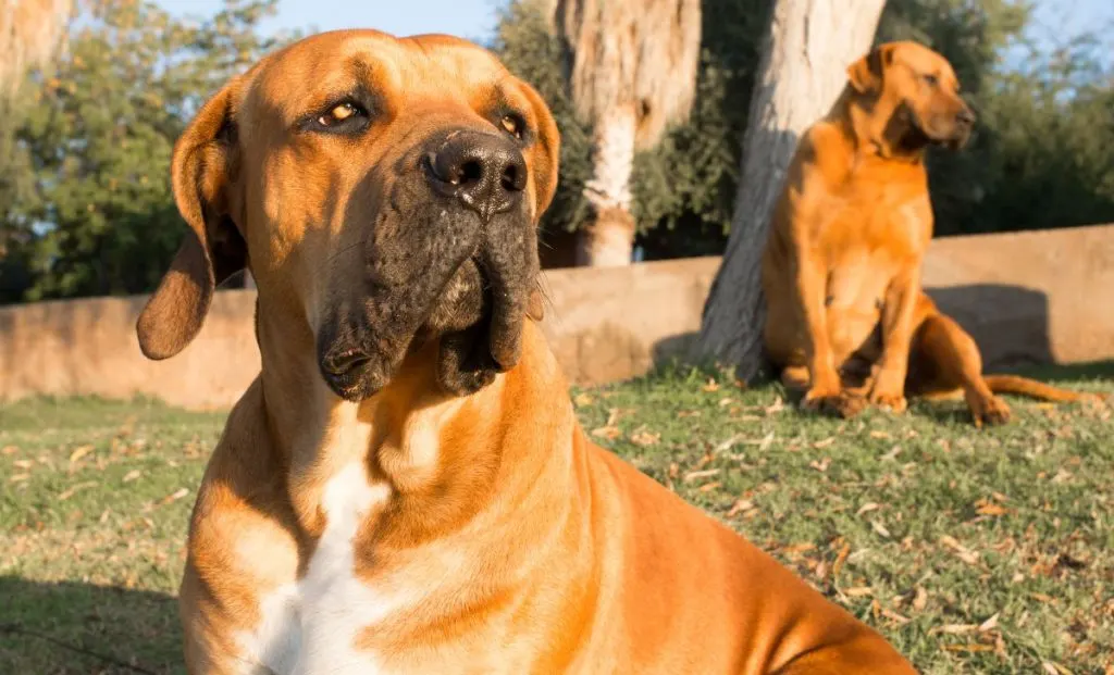 two boerboel dogs