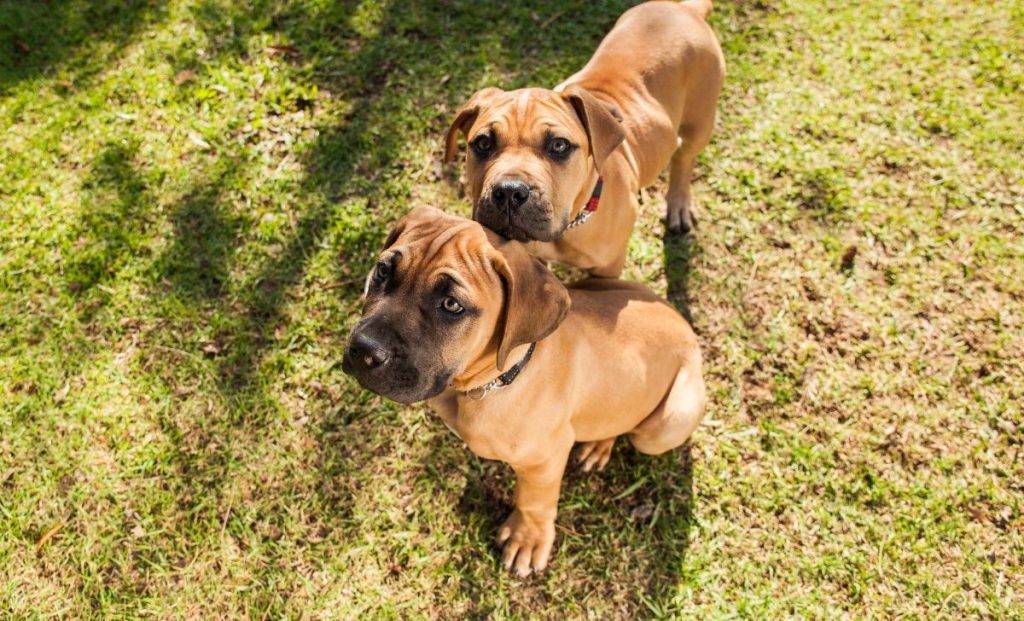 two boerboel puppies