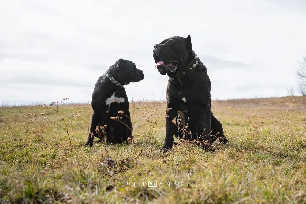 two cane corso dogs in nature 