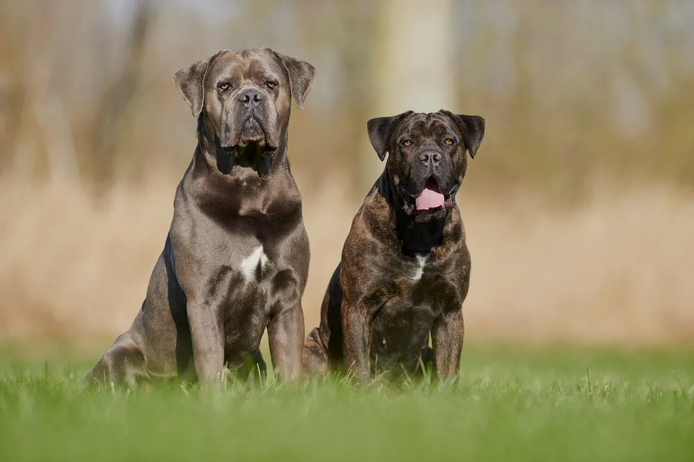 two cane corso dogs in nature