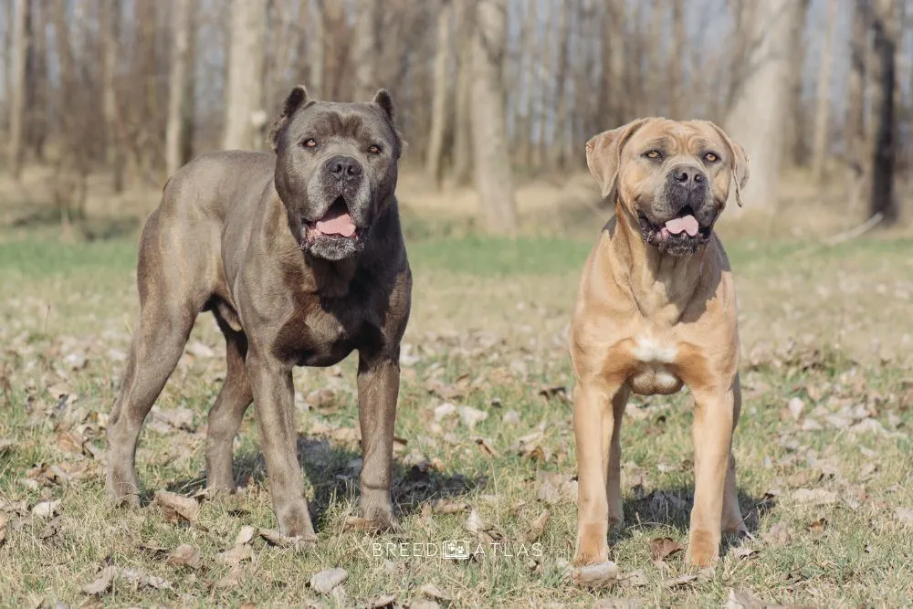 two cane corso dogs in nature