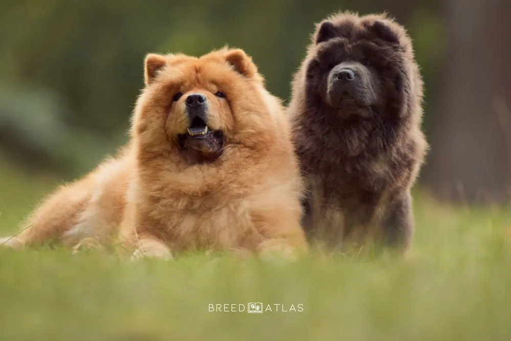 two chow chow dogs in nature