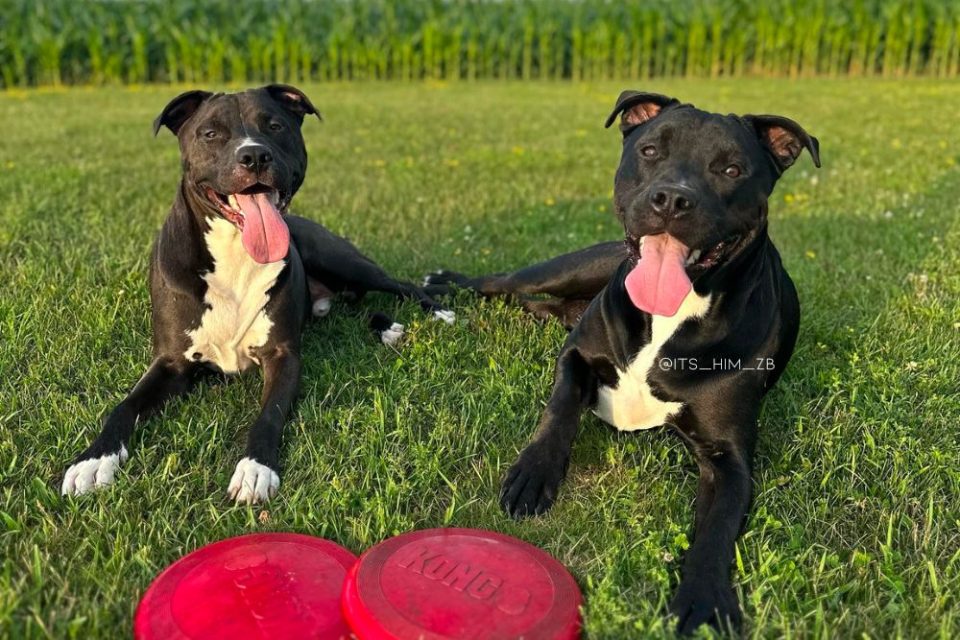 Meet The Cane Corso Pitbull Mix, The Most Promising Guard Dog