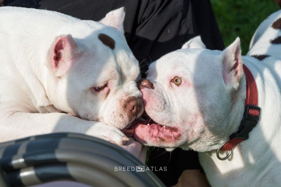 5 Helpful Tips On How To Treat American Bully Skin Problems