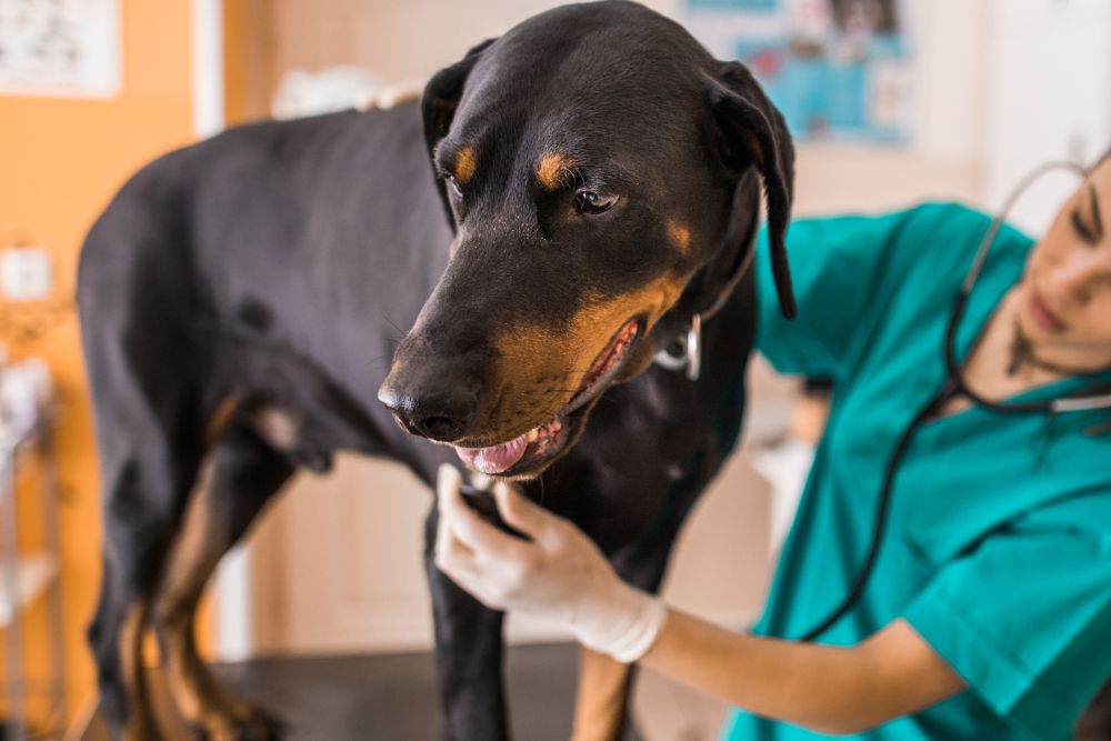 vet examining doberman