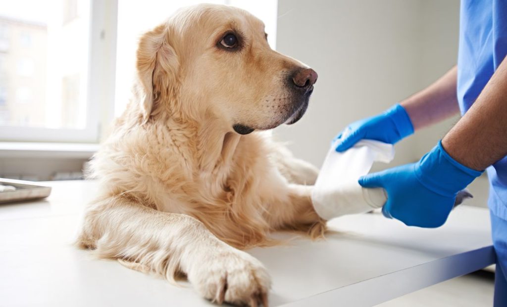 vet helping injured dog