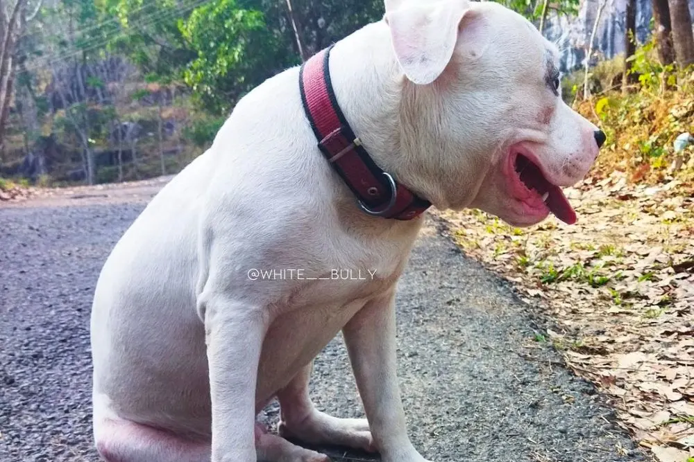 white american bully dog