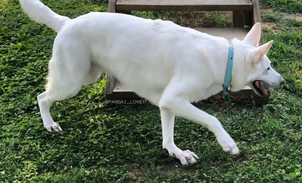 white belgian malinois color