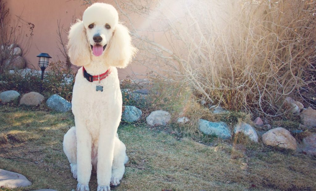 white standard poodle color