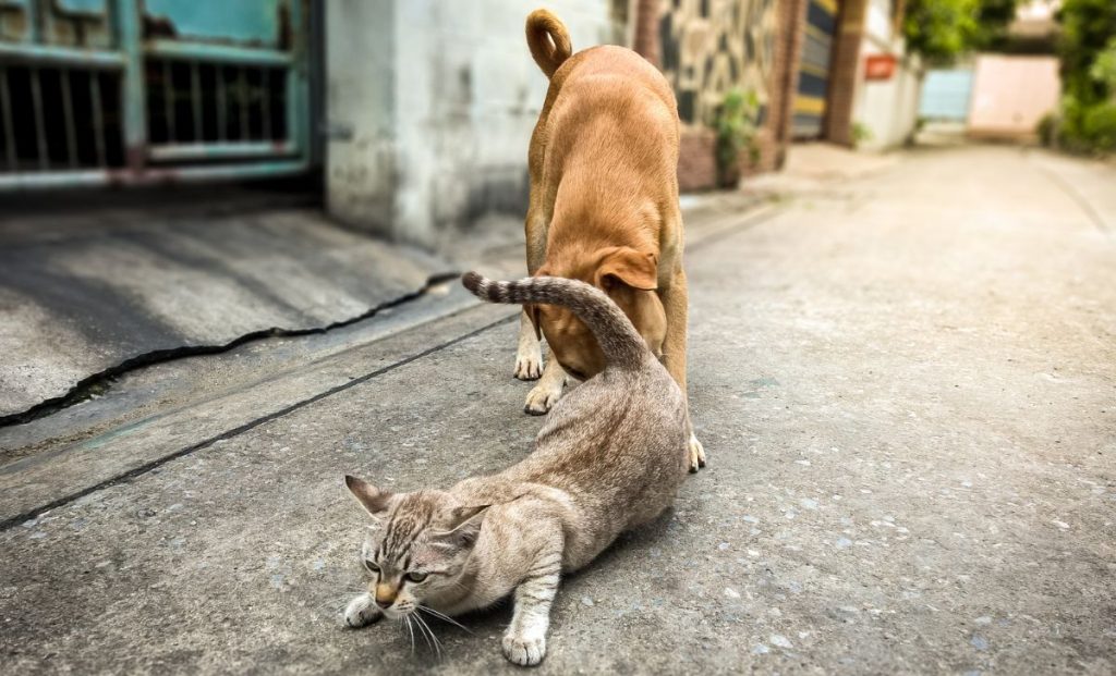 dog sniffing cats butt